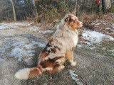 Berger Australien 3 ans, mâle rouge merle LOF pour saillie