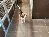Un chiot Beagle de juillet 2021 en vente, tricolore LOF femelle