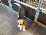 Un chiot Beagle de juillet 2021 en vente, tricolore LOF femelle