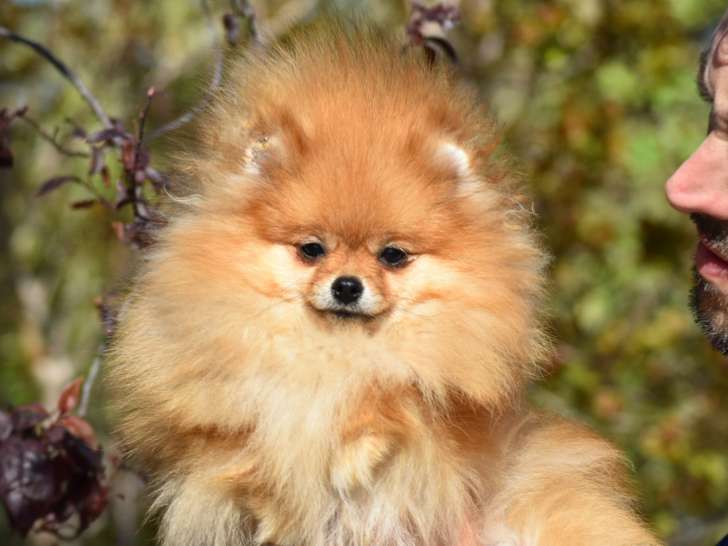 Très petite Femelle Spitz Nain à vendre
