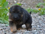 À réserver 6 chiots Bergers Allemands LOF au pelage noir et feu