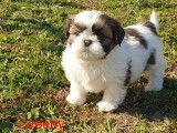 4 chiots femelles Shih Tzus LOF à acheter