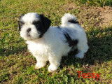 4 chiots femelles Shih Tzus LOF à acheter