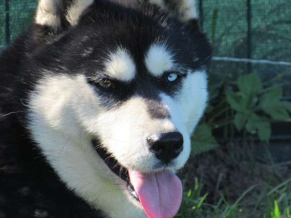 À vendre une chienne Husky Sibérien LOF de 9 ans de couleur noir et blanc