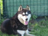 À vendre une chienne Husky Sibérien LOF de 9 ans de couleur noir et blanc