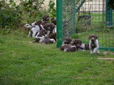 Chiots Braques Allemands à Poil Court à vendre