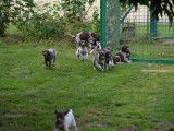 Chiots Braques Allemands à Poil Court à vendre