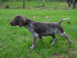 Chiots Braques Allemands à Poil Court à vendre