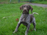 Chiots Braques Allemands à Poil Court à vendre
