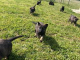 &Agrave; r&eacute;server 11 chiots Bergers Allemands LOF noirs ou gris