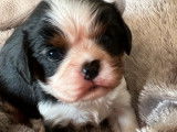 Un chiot mâle Cavalier King Charles LOF tricolore disponible