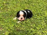 Un chiot mâle Cavalier King Charles LOF tricolore disponible