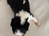 Un chiot mâle Cavalier King Charles LOF tricolore disponible