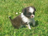 Un chiot femelle Chihuahua LOF chocolat et blanc à réserver