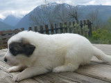 Chiots Montagne des Pyrénées disponibles en juin 2022