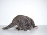 Chiot Staffordshire Bull Terrier bleus LOF à vendre