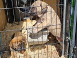 2 chiots femelles Canes Corso non LOF au pelage froment disponibles