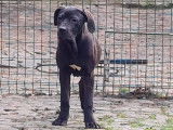 À vendre, chiots Canes Corso (LOF)