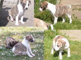 Chiots de race Whippet à vendre (3 femelles & 2 mâles)