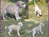Chiots de race Whippet à vendre (3 femelles & 2 mâles)