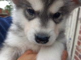 Superbes chiots Husky  disponibles de suite.