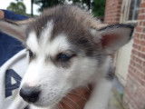 Superbes chiots Husky  disponibles de suite.