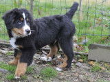 Vente de 5 chiots Bouviers Bernois noir tricolore LOF