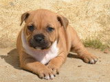 Un chiot Staffordshire Bull Terrier mâle bicolore LOF à réserver