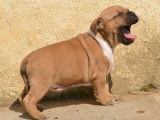 Un chiot Staffordshire Bull Terrier mâle bicolore LOF à réserver