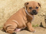 Un chiot Staffordshire Bull Terrier mâle bicolore LOF à réserver