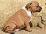 Un chiot Staffordshire Bull Terrier mâle bicolore LOF à réserver