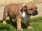 Un chiot Staffordshire Bull Terrier mâle bicolore LOF à réserver