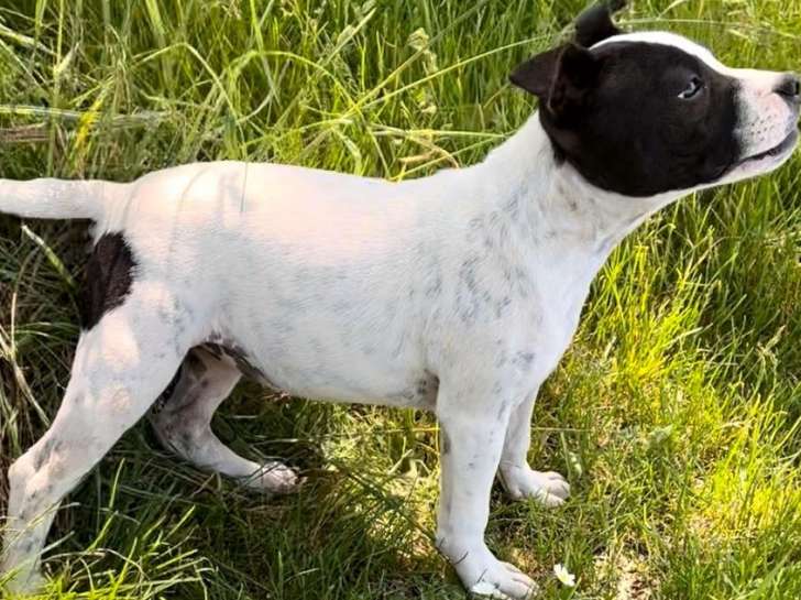 Un chiot Staffordshire Bull Terrier femelle à vendre, LOF noir et blanc