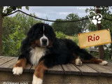 Rio Rey, jeune et heureux Bouvier Bernois pour saillie