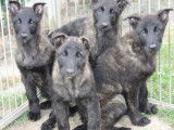 À vendre : 4 chiots Bergers Hollandais mâles LOF noir bringé