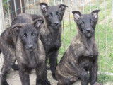 À vendre : 4 chiots Bergers Hollandais mâles LOF noir bringé
