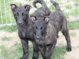 À vendre : 4 chiots Bergers Hollandais mâles LOF noir bringé