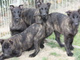 À vendre : 4 chiots Bergers Hollandais mâles LOF noir bringé