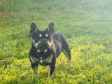R&eacute;servation pour un chiot Bouledogue Fran&ccedil;ais, femelle non LOF noir tan