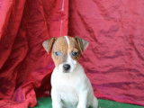 À vendre : 5 chiots Jack Russells LOF bicolores