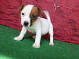 À vendre : 5 chiots Jack Russells LOF bicolores