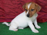 À vendre : 5 chiots Jack Russells LOF bicolores