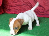 À vendre : 5 chiots Jack Russells LOF bicolores
