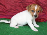 À vendre : 5 chiots Jack Russells LOF bicolores