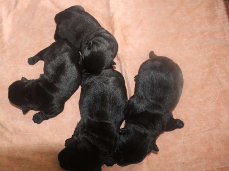 Réservation pour 3 chiots Terriers Écossais de mai 2022, femelles LOF noires