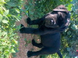 6 chiots Canes Corso à réserver, 2 mâles et 4 femelles non-LOF noirs