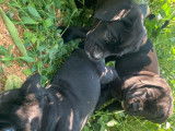 6 chiots Canes Corso à réserver, 2 mâles et 4 femelles non-LOF noirs