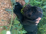 6 chiots Canes Corso à réserver, 2 mâles et 4 femelles non-LOF noirs