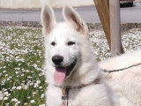 Superbe chiot mâle Berger Blanc Suisse Pedigree FCI disponible immédiatement