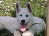 Superbe chiot mâle Berger Blanc Suisse Pedigree FCI disponible immédiatement